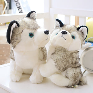Lovely Doll Husky